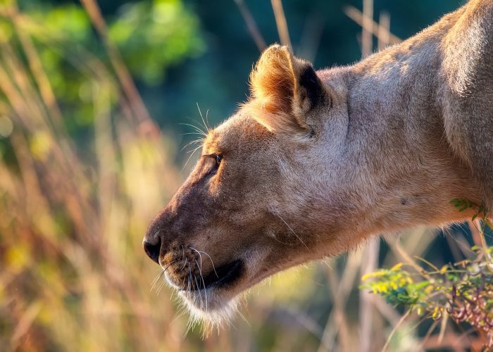 12019-lion-2064511_1920